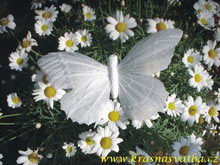 Sada velkých sněhobílých motýlů 12 kusů